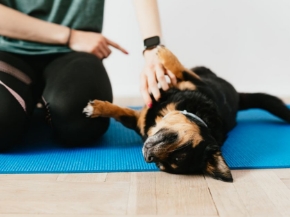 Picture for category Behavior & Training Products